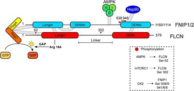 Folliculin: A Regulator of Transcription Through AMPK and mTOR Signaling Pathways